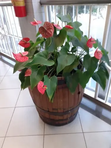Barril Decorativos