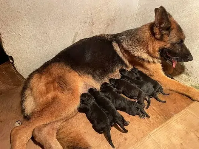 Filhotes pastor alemão