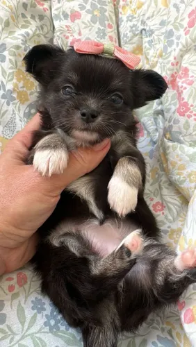 Chihuahua. Uma charmosíssima pretinha disponível