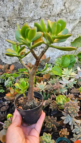 Pequeno bonsi jade- Crassula ovata