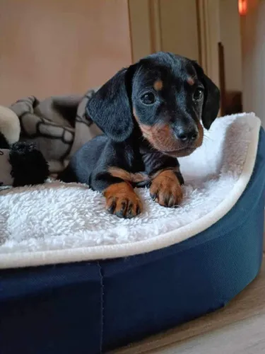 Dachshund Puro - Porte Pequeno