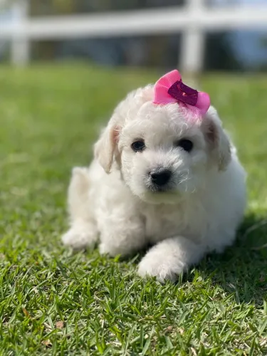 Filhote de poodle toy: Uma fofura para alegrar seu lar!