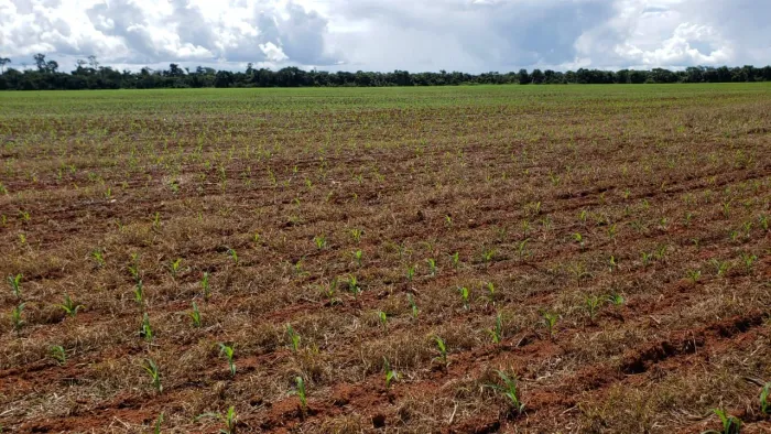 Fazenda com 5.050 hectares em Juara MT. 350 mil sacas soja 