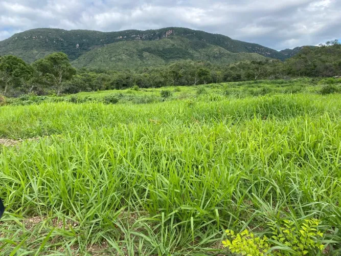 Fazenda Goiás Monte alegre