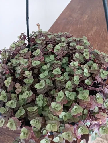 Vendo planta Tostão / Tartaruga