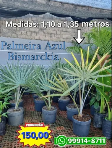 Palmeira Azul Bismarckia 1,10 a 1,45 metros