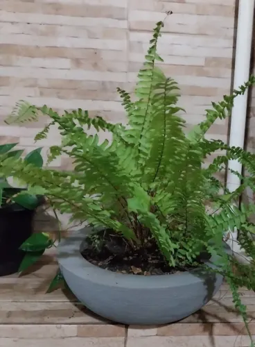 Vaso de Planta + Terra + Samambaia + Cascalho Artesanal