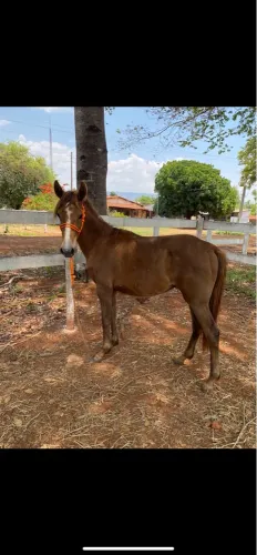 Vendo potro quarto de milha 