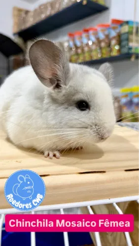 Chinchilas Mansas (Roedores CWB)