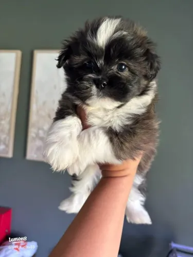 Filhote Shih Tzu Macho Disponível pronta entrega