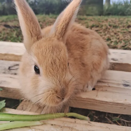 Coelho Fofinho 
