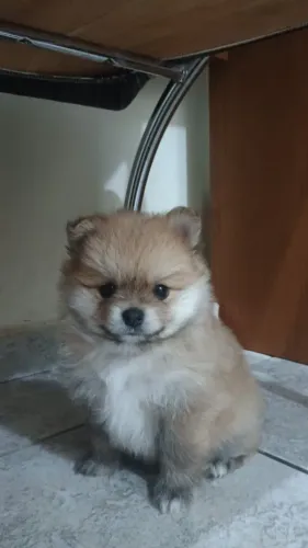 Vendo um filhote de Lulu da Palmeirândia macho (Spitz alemão)