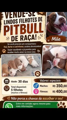 Filhotes disponível para venda 350 reais