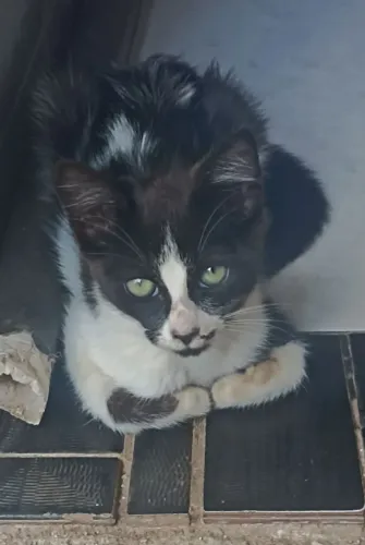Doa-se filhote de gato