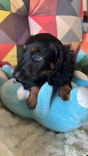 Dachshund basset macho pelo longo e curto aceito cartão