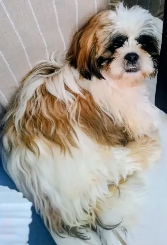 Cachorro