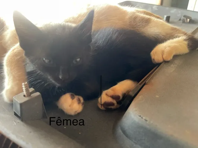 Doa-se gatinhos