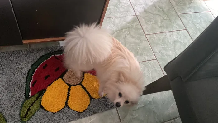 Lulu fêmea adulta