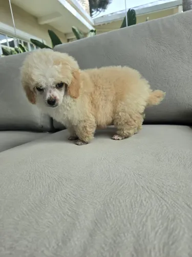 Poodle mini toy lindo machinho