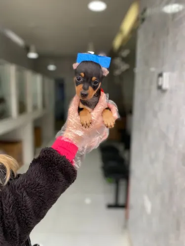 Pinscher Miniatura - Filhotes que Encantam pela Beleza, Inteligência e Personalidade