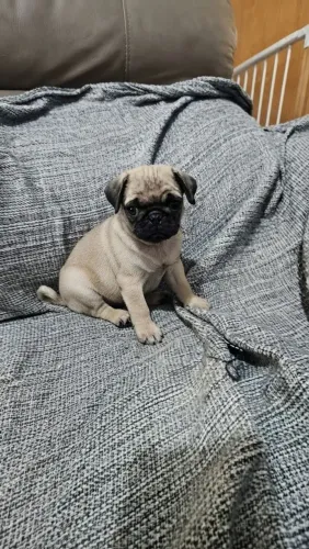 Filhote de Pug Fêmea