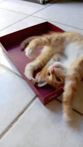 Essa linda gatinha precisa de um lar