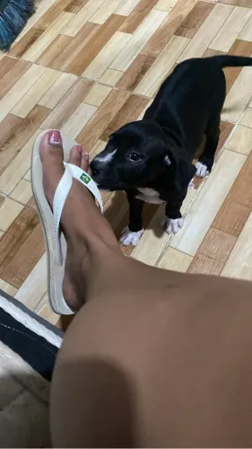 Vendo cachorra fêmea pitbull