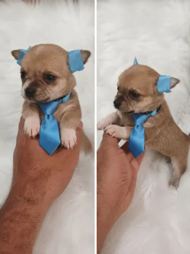 PROMOÇÃO CHIHUAHUAS MACHOS!
