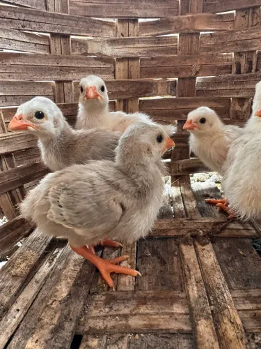 Vendo filhotes de galinha D?angola