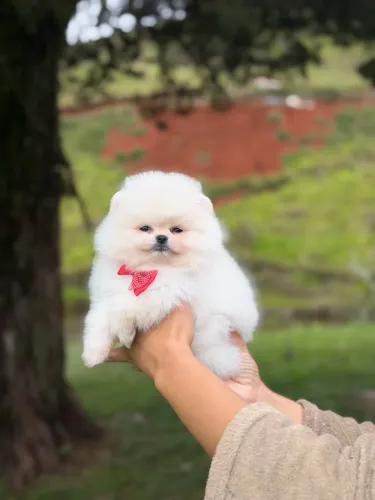 Lulu da pomerania Ursinho