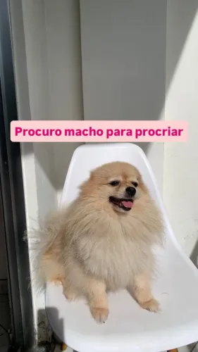 Procuro macho para procriar