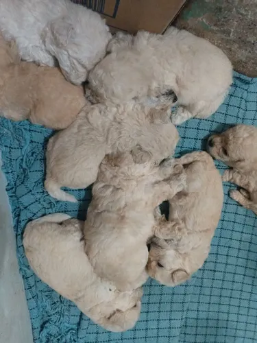 Filhote de poodle toy