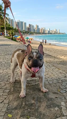 bulldog francês exótico macho
