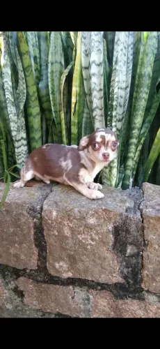 Chihuahua pronto todas as vacinas 