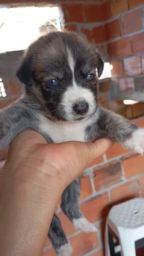 Doação de filhotes de husky mestiço