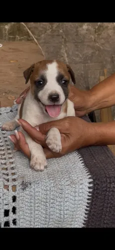 Cachorros pra doação 
