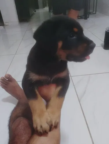Lindos filhotes da raça rottweiler