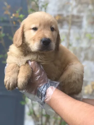 Golden Retriever Filhote com Garantia Contratual