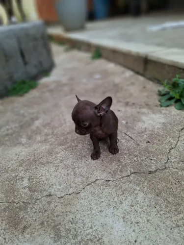 Chihuahua chocolate macho pêlo curto