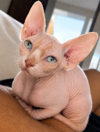 Sphynx Macho