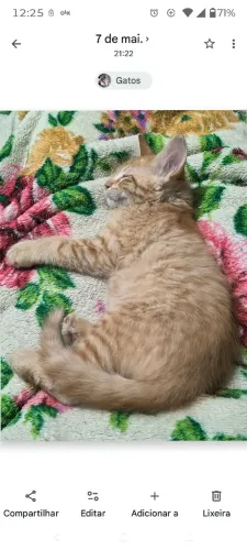 Doação de gato e ga ambos castrados tem 7 meses