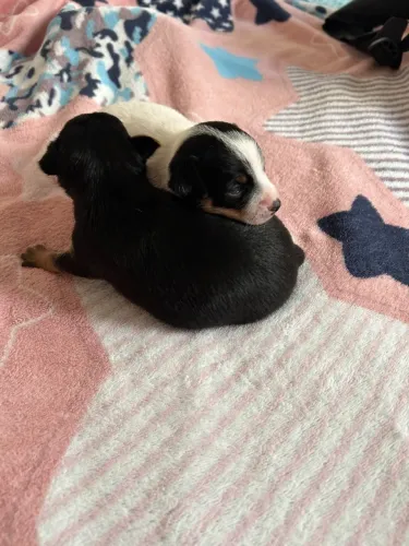 Pinscher fêmeas n1 pequenos disponíveis pra reserva 