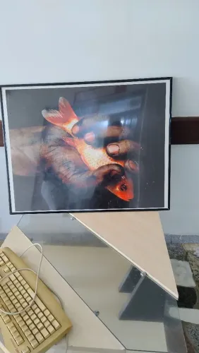 Quadro Decorativo Com Moldura Preta - Fotografia Peixe Dourado (65x95 cm)