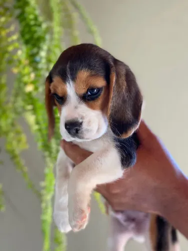 Filhotes Beagle 
