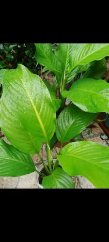 mudas de Lírio da Paz. 15 reais cada