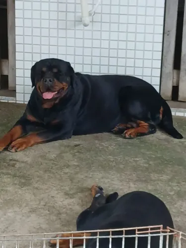 cachorro