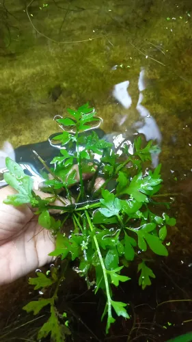 Plantas naturais para aquario