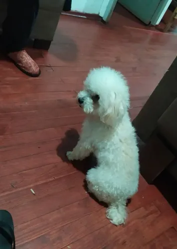 Cobertura macho poodle toy 