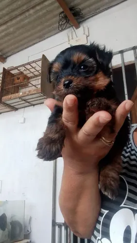 Vende se