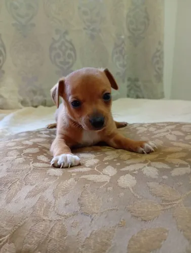 Vendo filhotes macho de Pinscher